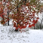 紅葉が残る木も＝１３日午前１１時３２分、ハチ北高原