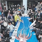 解剖されるダイオウイカ＝ジオパークと海の文化館