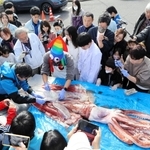 解剖されるダイオウイカ＝ジオパークと海の文化館