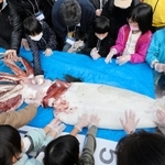 解剖前のダイオウイカに触る子どもたち＝ジオパークと海の文化館