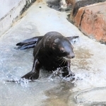 城崎マリンワールドで２２年ぶりに誕生したトドの赤ちゃん「カナタ」の一般公開が始まった＝豊岡市瀬戸