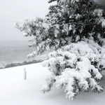 海沿いのマツも雪まみれになっていた＝香美町香住区香住