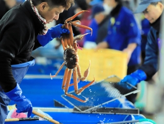 競り落とした松葉ガニを水槽から引き揚げる仲買人＝12月29日、柴山港