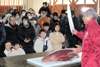 解体されるアカイカから目が離せない子どもら＝浜坂漁港