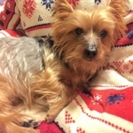 西垣幸子さんの愛犬「さすけ」（本人提供）