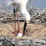 コウノトリの産卵を確認した祥雲寺巣塔（県立コウノトリの郷公園提供）