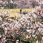 開花が始まった竹田城跡の桜＝朝来市和田山町竹田