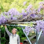 見頃を迎えたフジの花＝養父市八鹿町八鹿