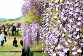 見頃を迎えたフジ。色とりどりの花が来場者を楽しませている＝朝来市和田山町白井