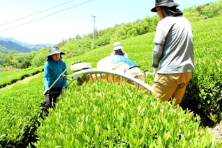 新緑の高原で、今年初めての茶葉を収穫する生産者たち＝朝来市八代