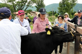 １１カ月の雌をなでるオーストラリアからのツアー客＝但馬牧場公園
