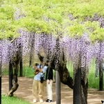 見頃を迎えたフジ。色とりどりの花が来場者を楽しませている＝朝来市和田山町白井