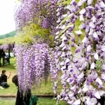 見頃を迎えたフジ。色とりどりの花が来場者を楽しませている＝朝来市和田山町白井