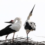 Amazon.co.jp: くちばしのおれたコウノトリ : キム ファン: 本