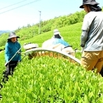 新緑の高原で、今年初めての茶葉を収穫する生産者たち＝朝来市八代