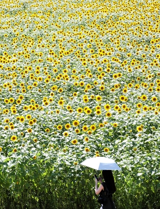 一面を埋め尽くすヒマワリ＝豊岡市但東町畑山