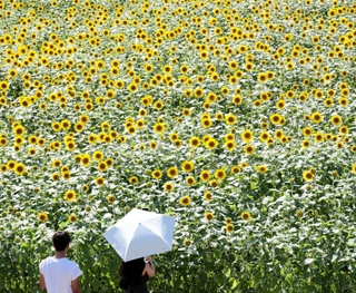 一面を埋め尽くすヒマワリ＝豊岡市但東町畑山