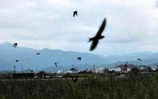 河川敷を飛び交うツバメ＝豊岡市赤石