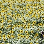 一面を埋め尽くすヒマワリ＝豊岡市但東町畑山