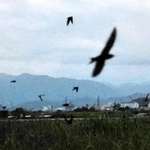 河川敷を飛び交うツバメ＝豊岡市赤石
