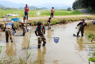 池の中に入り、外来生物を駆除するＫＤＤＩの社員ら＝豊岡市加陽