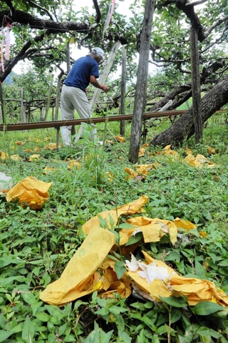 クマが収穫前の二十世紀を食べ尽くしたナシ園。辺り一面にナシの袋が散乱していた＝新温泉町竹田
