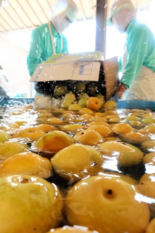 二十世紀梨の仕込み作業。水洗いした後で搾汁機にかける＝トキワ