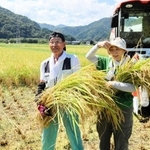 ブランド米「かにのほほえみ」を収穫する小谷好男さんと長女直美さん＝香美町香住区中野