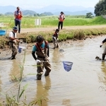 池の中に入り、外来生物を駆除するＫＤＤＩの社員ら＝豊岡市加陽