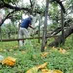 クマが収穫前の二十世紀を食べ尽くしたナシ園。辺り一面にナシの袋が散乱していた＝新温泉町竹田