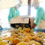 二十世紀梨の仕込み作業。水洗いした後で搾汁機にかける＝トキワ
