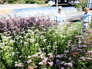 アサギマダラの飛来に取り組んだ有志らと育てたフジバカマ＝豊岡市吉井