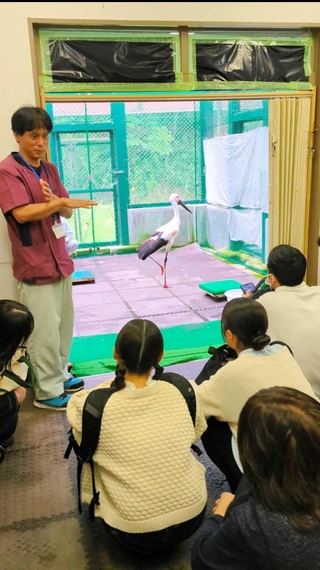 けがをしたコウノトリと、松本獣医師（左）の話を聞く生徒＝豊岡市祥雲寺
