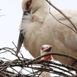 今年誕生したコウノトリのひな（手前）。野外に生息する個体は４００羽を超えた＝４月３０日、朝来市内
