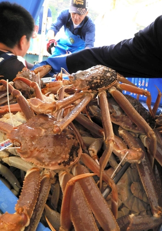 昨年１１月６日に水揚げされた松葉ガニ（ズワイガニ雄）。今季は雄が前年並み、雌が前年をやや上回ると見込みという＝浜坂漁港