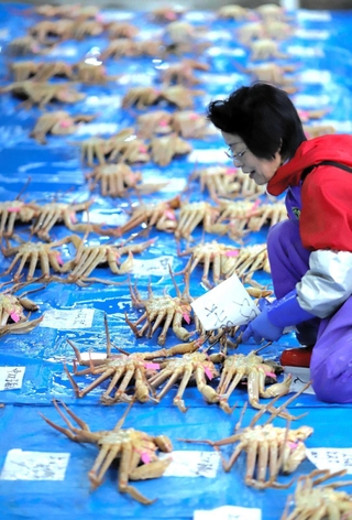 競り場に選別した松葉ガニを並べる女性＝柴山港