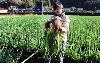 解禁に合わせて収穫される岩津ねぎ＝朝来市岩津