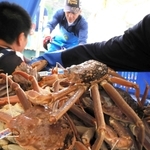 昨年１１月６日に水揚げされた松葉ガニ（ズワイガニ雄）。今季は雄が前年並み、雌が前年をやや上回ると見込みという＝浜坂漁港