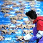 競り場に選別した松葉ガニを並べる女性＝柴山港