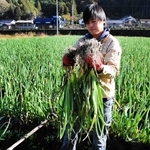 解禁に合わせて収穫される岩津ねぎ＝朝来市岩津