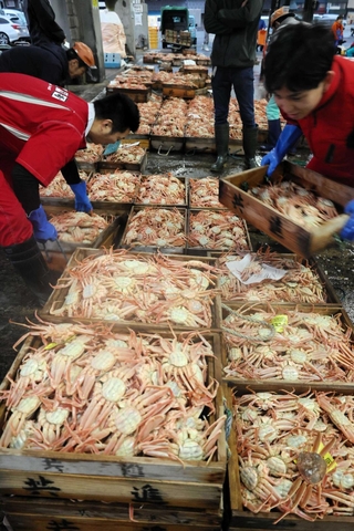 競りの後、運び出される雌のセコガニ＝１１月１８日、香住漁港西港