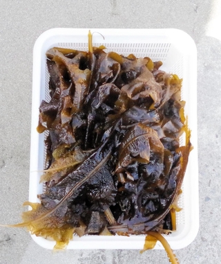 香住海上保安署が押収したワカメ（同署提供）