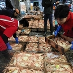 競りの後、運び出される雌のセコガニ＝１１月１８日、香住漁港西港