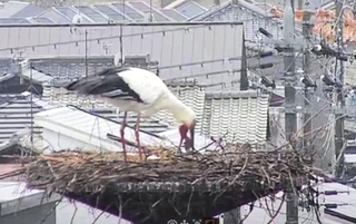 ひなに餌をはき戻して与えるコウノトリの親鳥＝３月３日、兵庫県稲美町（県立コウノトリの郷公園提供）