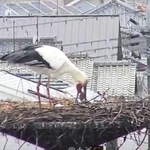 ひなに餌をはき戻して与えるコウノトリの親鳥＝３月３日、兵庫県稲美町（県立コウノトリの郷公園提供）
