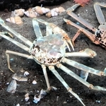 城崎マリンワールドの水槽で展示されているまだら模様のズワイガニ＝兵庫県豊岡市瀬戸