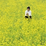黄色が広がる菜の花畑＝香美町香住区三谷