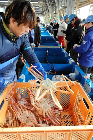 水槽から松葉ガニを引き上げる仲買人ら＝３月２０日、柴山港