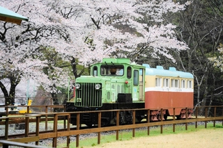 桜のそばを走る一円電車＝養父市大屋町明延
