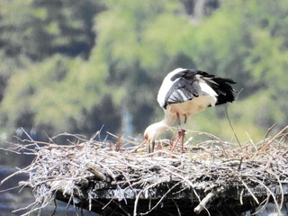 但馬地域では今季初めてふ化したコウノトリのひなと親鳥＝朝来市和田山町久田和（県立コウノトリの郷公園提供）